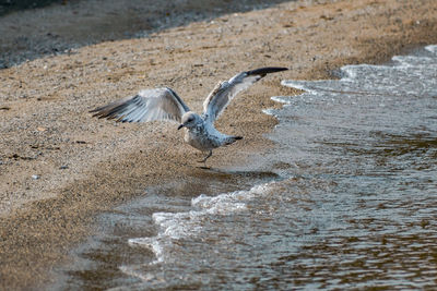 Bird wading on shore at beach