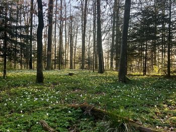 Trees on field in forest