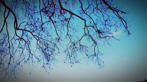 Low angle view of bare trees against sky