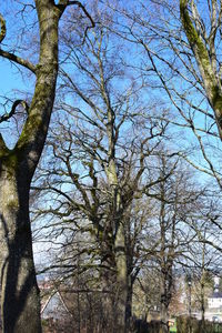 Low angle view of bare trees against clear sky
