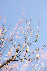 Low angle view of tree against sky