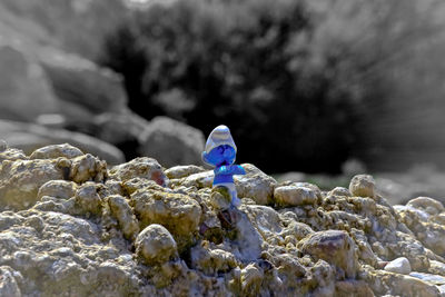 Close-up of bird on rock by sea against sky