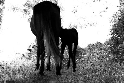 Rear view of horse standing on field