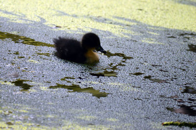 High angle view of bird on land