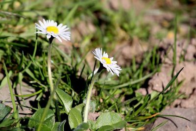 High angle view of white daisy flowers blooming at park