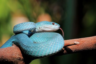 Close-up of lizard on tree branch