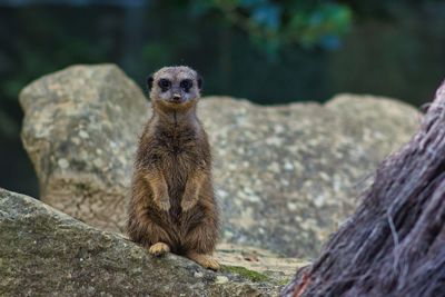 Close-up of meerkat