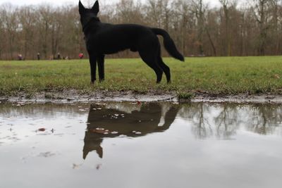 Dog standing in a lake