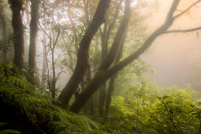 Trees in forest