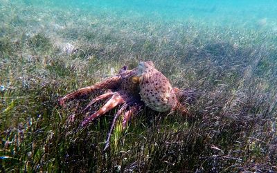 Close-up of jellyfish in sea