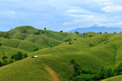 Scenic view of field against sky