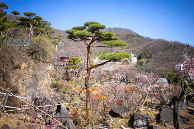 Flowers growing on tree by mountain against sky