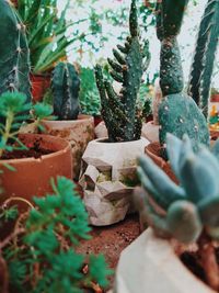 Close-up of succulent plant