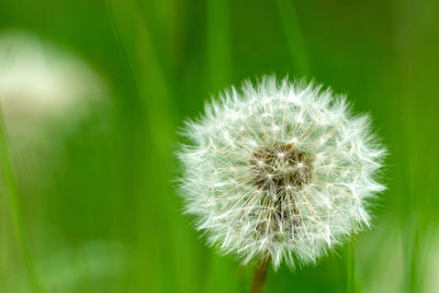 Close-up of dandelion flower