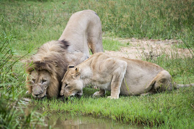 Lions drinking water while standing on field