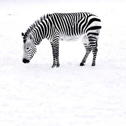 Close-up of white zebra