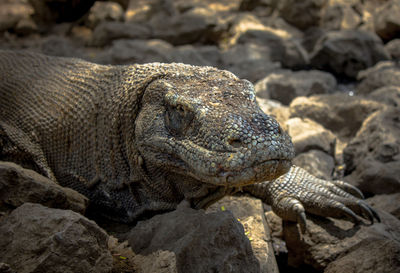 Close-up of a lizard