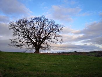 Bare tree on field against sky