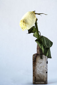 Close-up of wilted plant against white wall