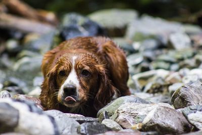 Close-up of a dog looking away