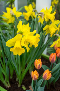 Close-up of yellow daffodil flowers in field