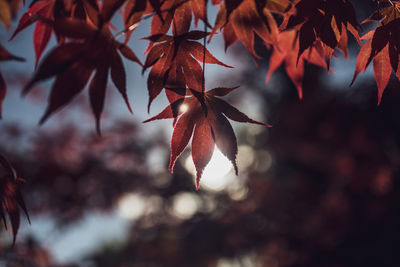 Close-up of maple leaves on tree