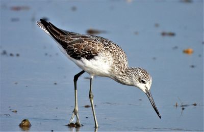 Common greenshank