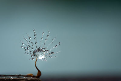 Close-up of plant against white background