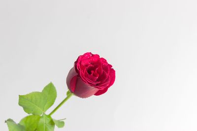 Close-up of rose against white background