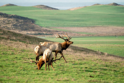 Male tule elk walking on grassy hill in northern california with pastures in the background.
