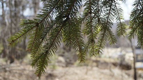 Close-up of pine tree