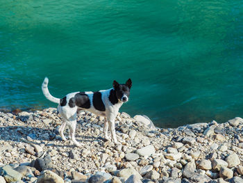 Dog standing on rock