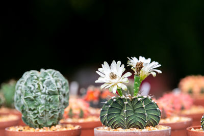 White flower of cactus.