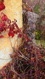 Plant growing on tree trunk