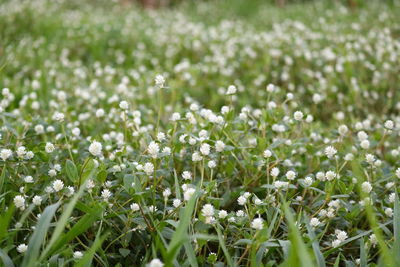 Close-up of white flowers in field