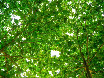 Low angle view of tree against sky