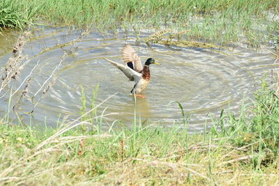 Duck swimming in a lake