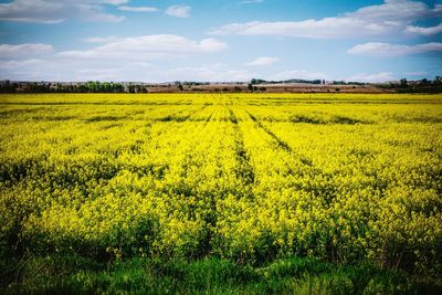 Scenic view of field against sky