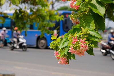 Red flowering plant on street in city