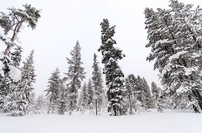 Trees in forest against clear sky during winter