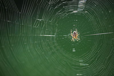 Close-up of spider on web