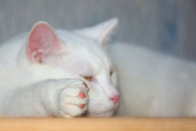 Cat sleeping on white surface