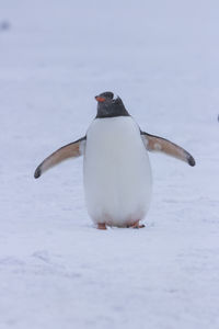 Close-up of penguin on snow
