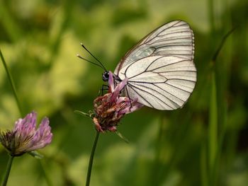 Close-up of butterfly pollinating on flower