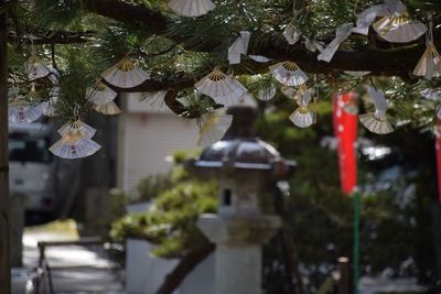 Japanese fans hanging from tree