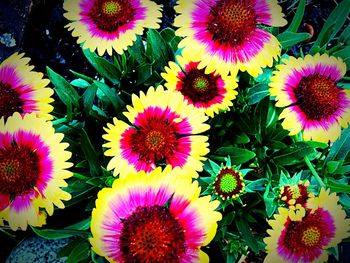 High angle view of multi colored flowers