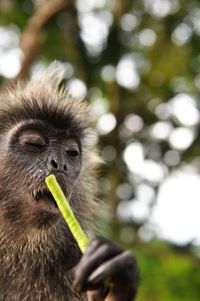 Close-up portrait of monkey eating tree