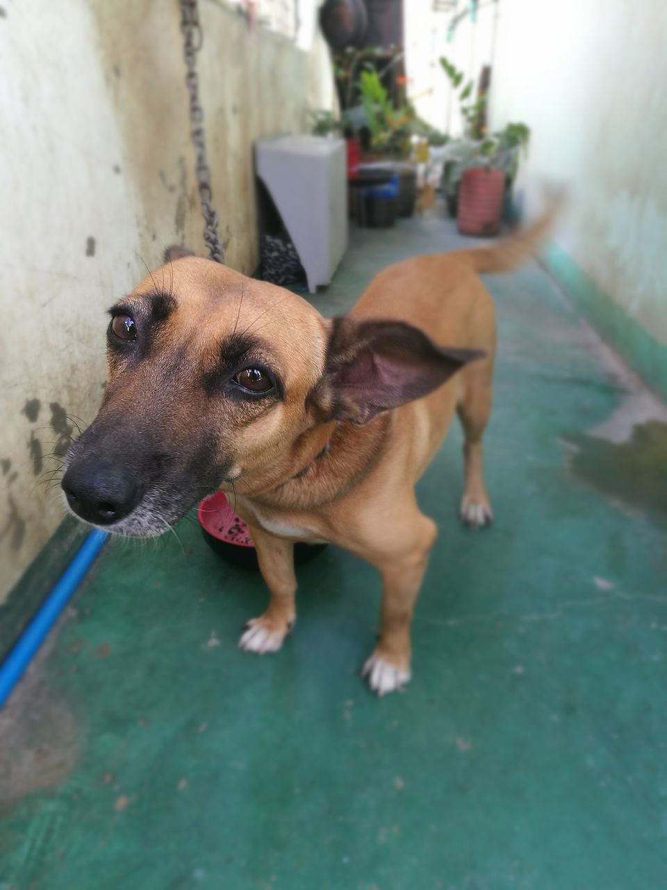 dog, pets, domestic animals, one animal, animal themes, mammal, no people, close-up, portrait, indoors, day