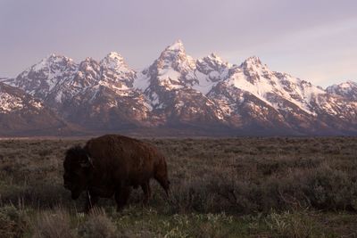 Bison on grassy field against snowcapped mountains