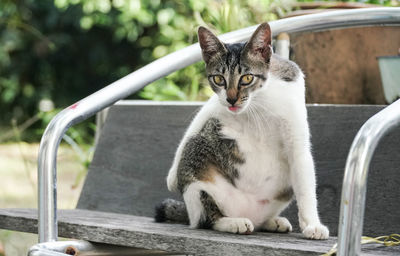 Portrait of a cat sitting on seat